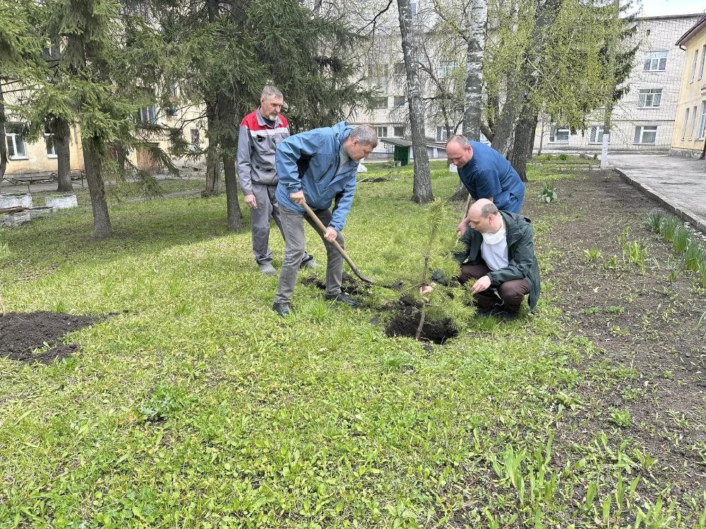 В честь 81 - летия Победы в больнице посажены молодые сосны