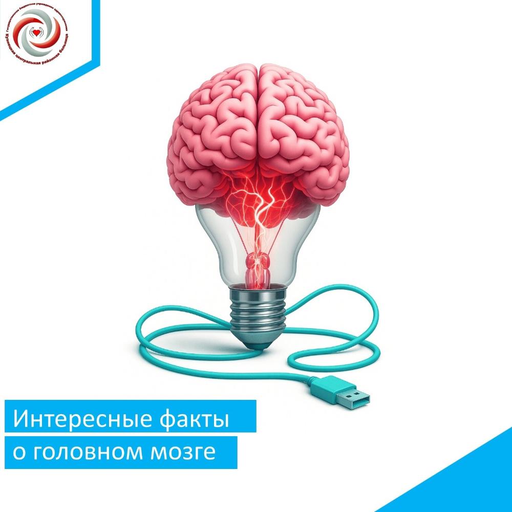 Интересные факты о головном мозге
